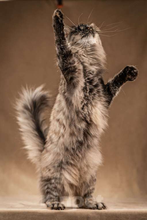 Кошки в Клине: Лилу — пушистое сокровище Девочка, Бесплатно - фото 3