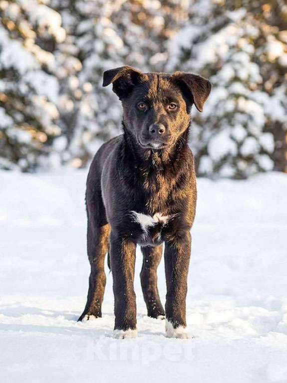 Собаки в Москве: Три щенячьх сердца ищут добрых хозяев Мальчик, Бесплатно - фото 5