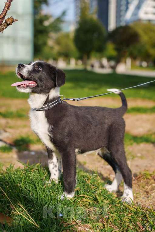 Собаки в Москве: Ищу родителей! В добрые руки. Мальчик, Бесплатно - фото 5