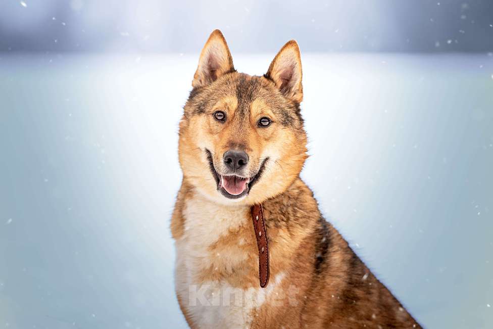 Собаки в Клине: Синги — преданный пёс Мальчик, Бесплатно - фото 6