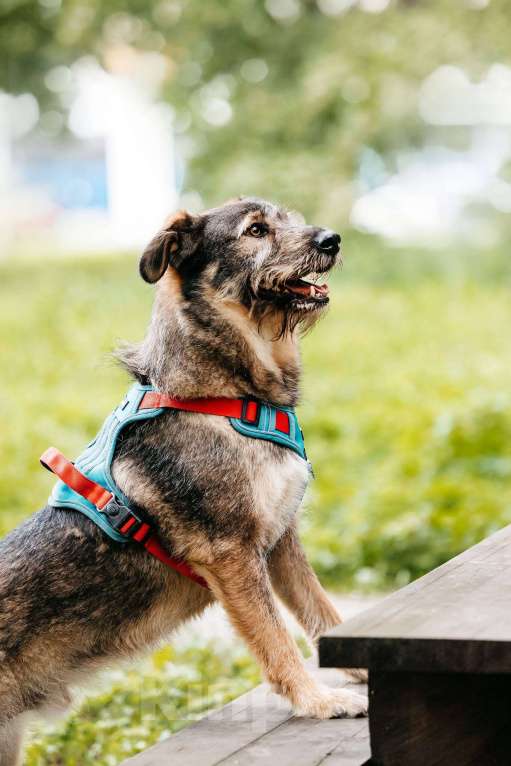 Собаки в Москве: Фокс - энергия и красота в одном флаконе! Мальчик, Бесплатно - фото 7