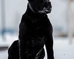 Собаки в Санкт-Петербурге: Кане-корсо черная пантера Девочка, 45 000 руб. - фото 3