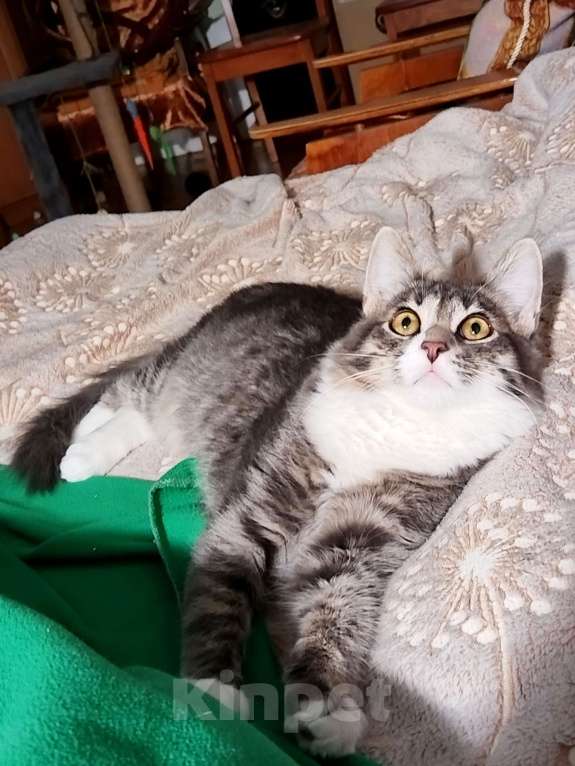 Кошки в Москве: Котенок Барсик в добрые руки Мальчик, Бесплатно - фото 3