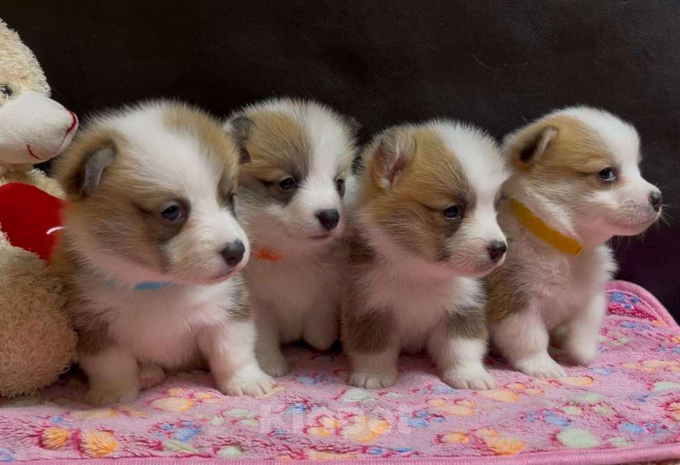 Собаки в других городах Московской области: Вельш корги пемброк чудесные девочки Девочка, 50 000 руб. - фото 5