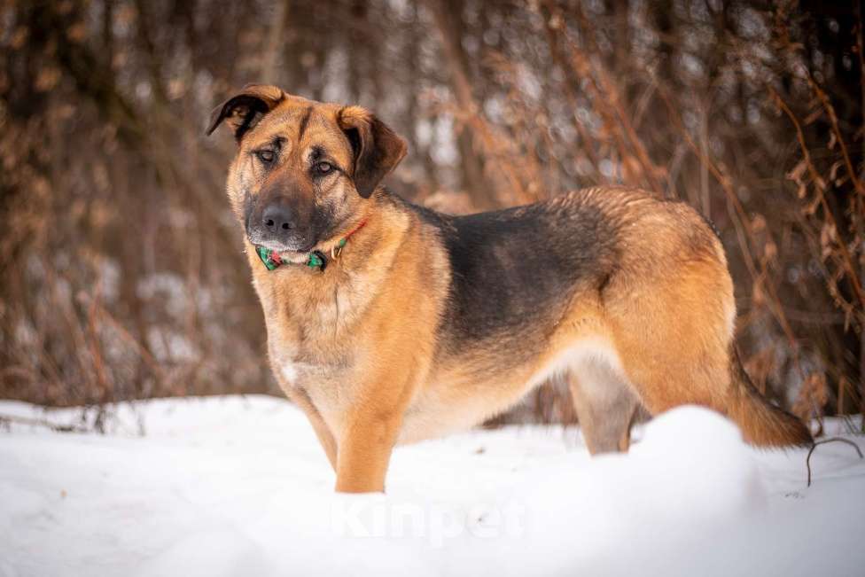 Собаки в Москве: Преданная Альба ищет дом!  Девочка, Бесплатно - фото 4