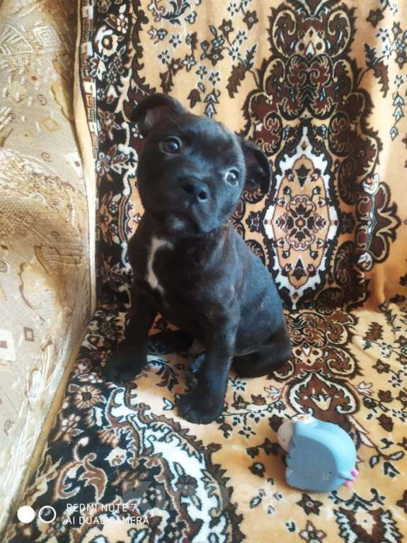 Собаки в Санкт-Петербурге: Щенки Английский стаффордширский бультерьер Мальчик, 35 000 руб. - фото 4