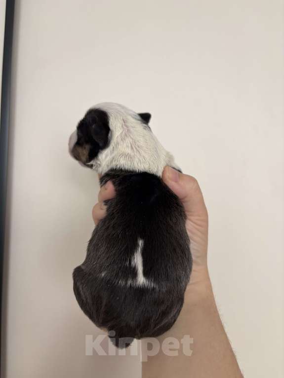 Собаки в Москве: Миниатюрный бультерьер Мальчик, 120 000 руб. - фото 4