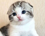 Кошки в Нижнем Новгороде: Круглый кот  Мальчик, 20 000 руб. - фото 2