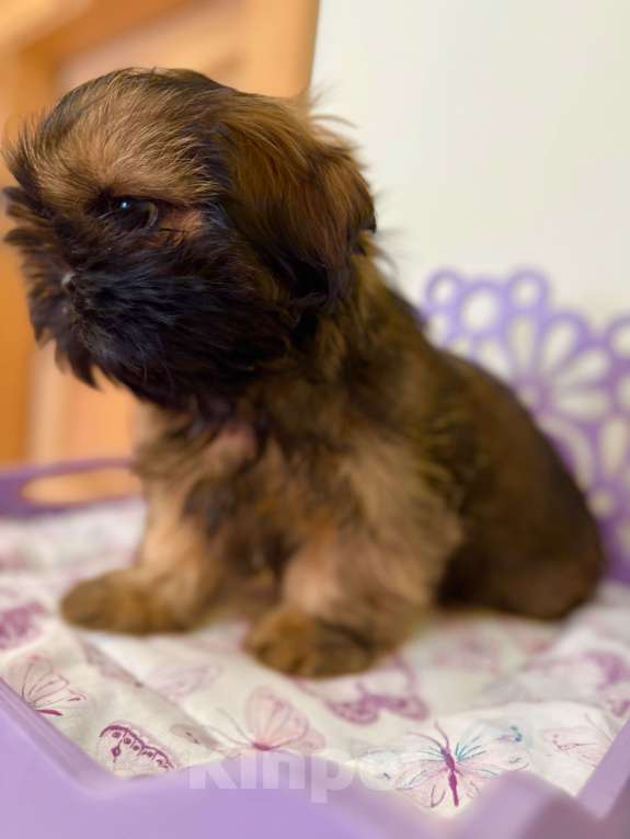 Собаки в Санкт-Петербурге: Мальчик ши тцу Мальчик, 30 000 руб. - фото 1