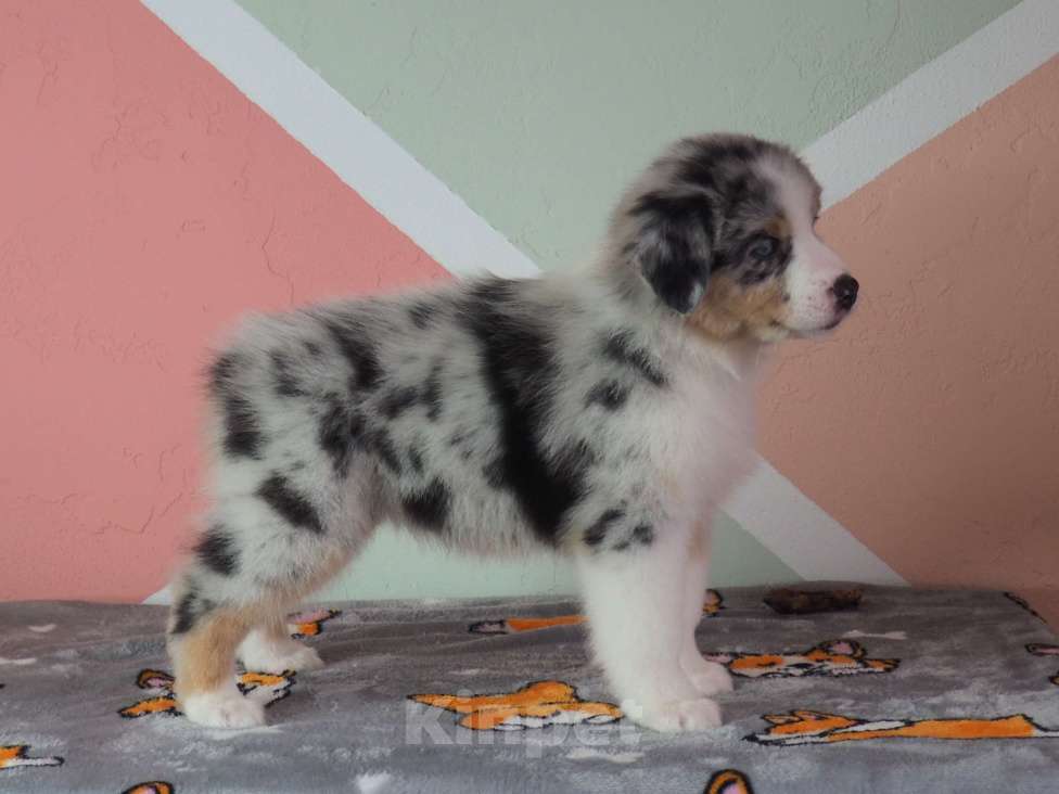 Собаки в Липецке: Австралийская овчарка Девочка, 130 000 руб. - фото 1