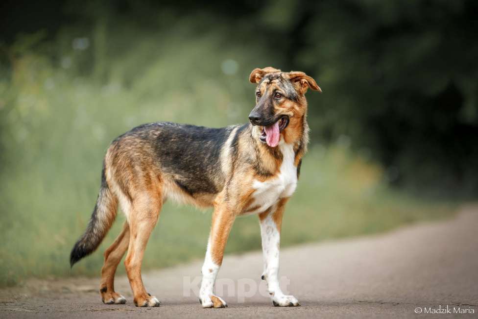 Собаки в Москве: Энджел Девочка, Бесплатно - фото 6