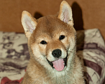 Собаки в Кольчугино: Мальчик сиба-ину,  2.5 месяца, предлагается к продаже Мальчик, 40 000 руб. - фото 1
