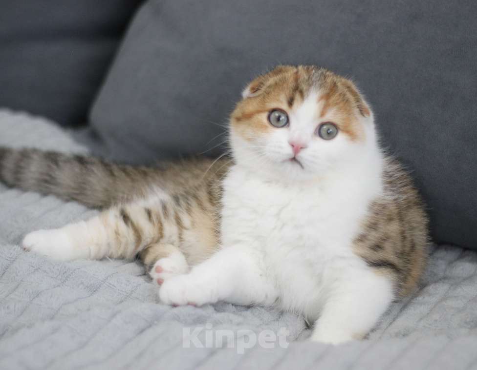 Кошки в Москве: Нежнейшая девочка Девочка, Бесплатно - фото 1