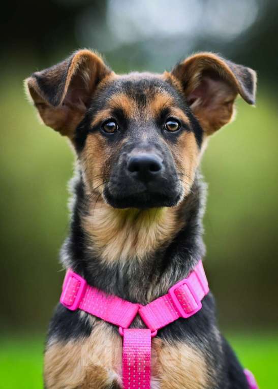 Собаки в других городах Московской области: Чудо с бархатными ушками:) Девочка, Бесплатно - фото 3