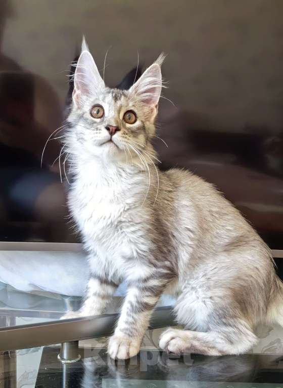 Кошки в Краснодаре: ПАНДОРА  Девочка, 50 000 руб. - фото 2