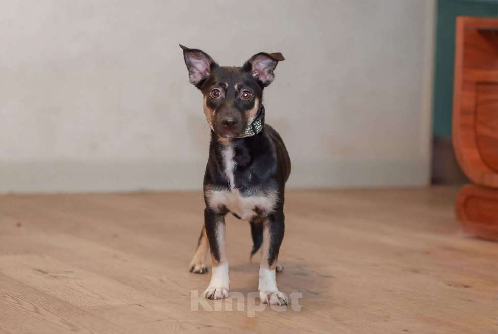 Собаки в Москве: Она смотрит на этот мир с высоты своих коротких лапок, но душа у неё большая и открытая Девочка, Бесплатно - фото 3