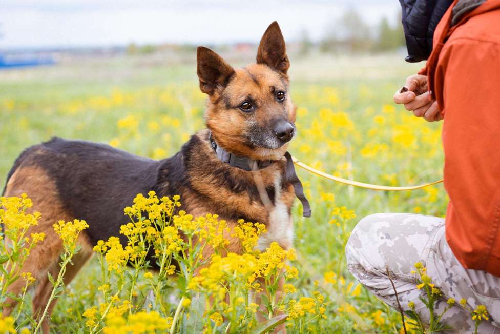 Собаки в Москве: Булочка живёт в приюте и мечтает обрести дом Девочка, Бесплатно - фото 4