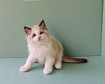 Кошки в Пензе: Котёнок породы Рэгдолл - Brain Мальчик, 65 000 руб. - фото 7
