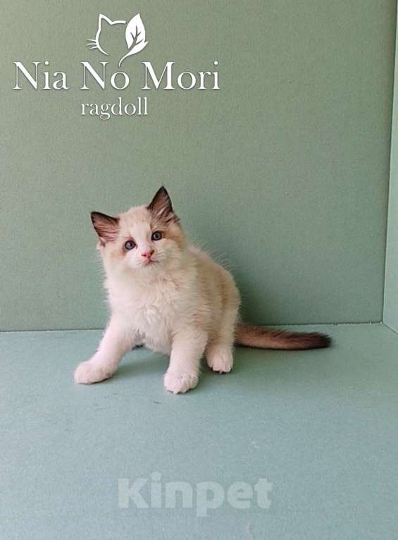 Кошки в Пензе: Котёнок породы Рэгдолл - Brain Мальчик, 65 000 руб. - фото 7