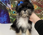 Собаки в Москве: Чёрный йорк стандарт девочка бэби фейс Девочка, 70 000 руб. - фото 10