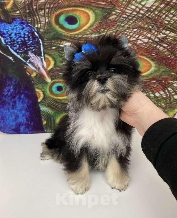 Собаки в Москве: Чёрный йорк стандарт девочка бэби фейс Девочка, 70 000 руб. - фото 10