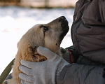 Собаки в Санкт-Петербурге: Мишель из приюта в добрые руки Девочка, Бесплатно - фото 8