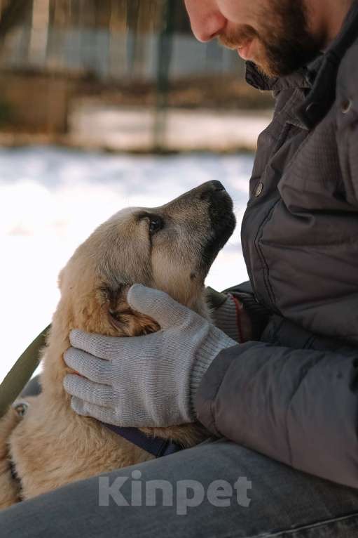 Собаки в Санкт-Петербурге: Мишель из приюта в добрые руки Девочка, Бесплатно - фото 8