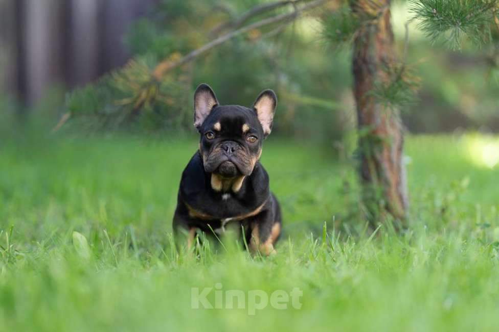 Собаки в других городах Московской области: Маленькая компактная девочка Девочка, 100 000 руб. - фото 5