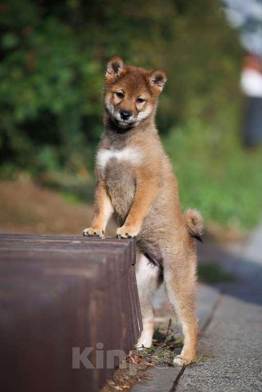 Собаки в Москве: Щенок сиба ину редкого окраса сезам  Девочка, 80 000 руб. - фото 3