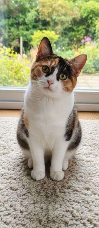 Кошки в Люберцах: Ищет дом ласковая малышка Бусенька Девочка, Бесплатно - фото 2