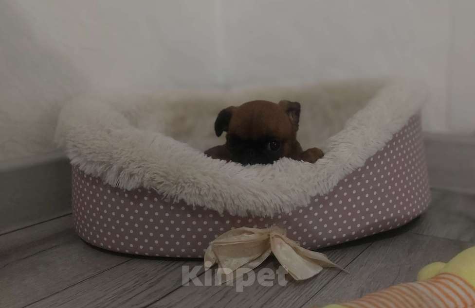 Собаки в Москве: Девочка брабансон Девочка, 50 000 руб. - фото 1