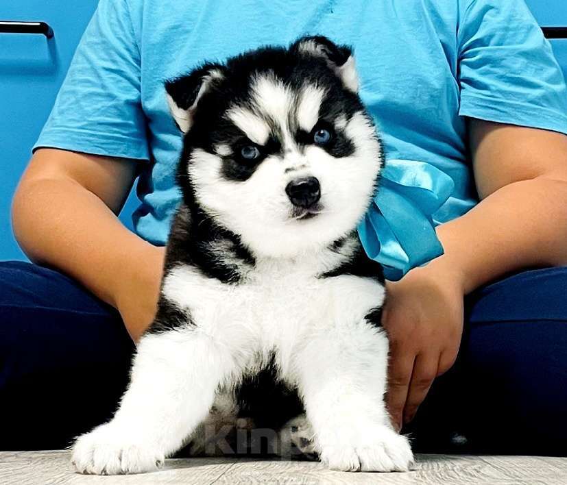 Собаки в Новосибирске: Хаски щенки разных окрасов Разнополые, Бесплатно - фото 1