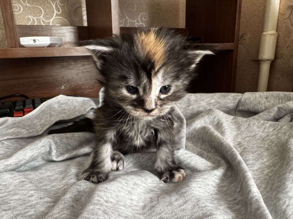 Кошки в Комсомольске-На-Амуре: Котята  Девочка, 25 000 руб. - фото 1