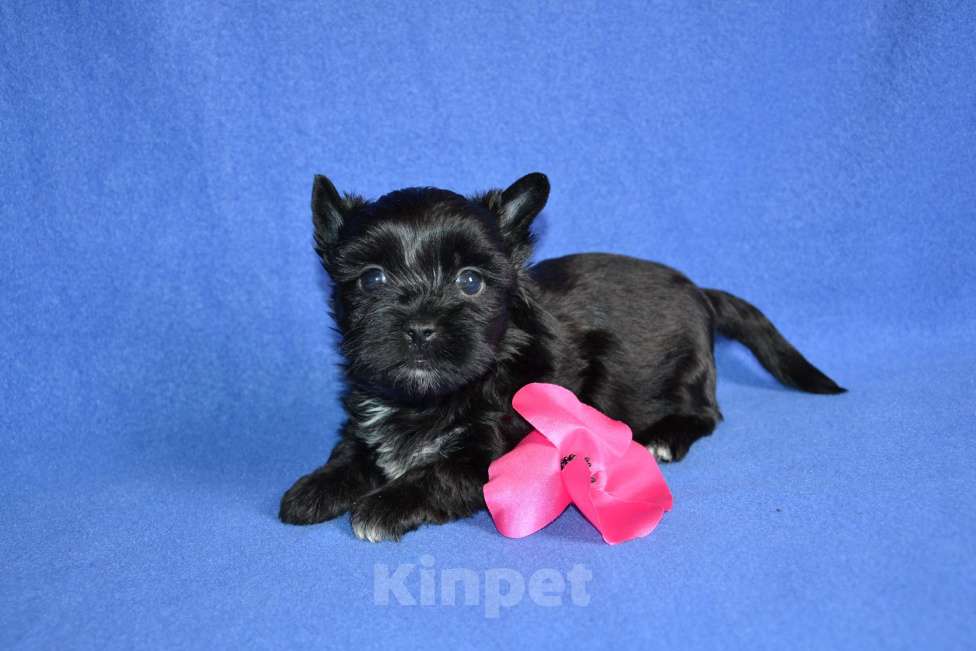 Собаки в Москве: Щенок девочка цветного йоркширского терьера  Девочка, 50 000 руб. - фото 4