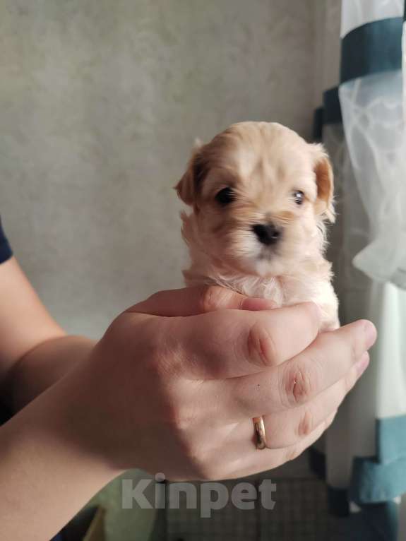 Собаки в Энгельс-19: Малыши мальтипу f1 Мальчик, 120 000 руб. - фото 4