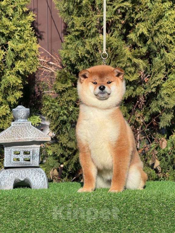 Собаки в Санкт-Петербурге: Сиба-ину щенок Девочка, 60 000 руб. - фото 1