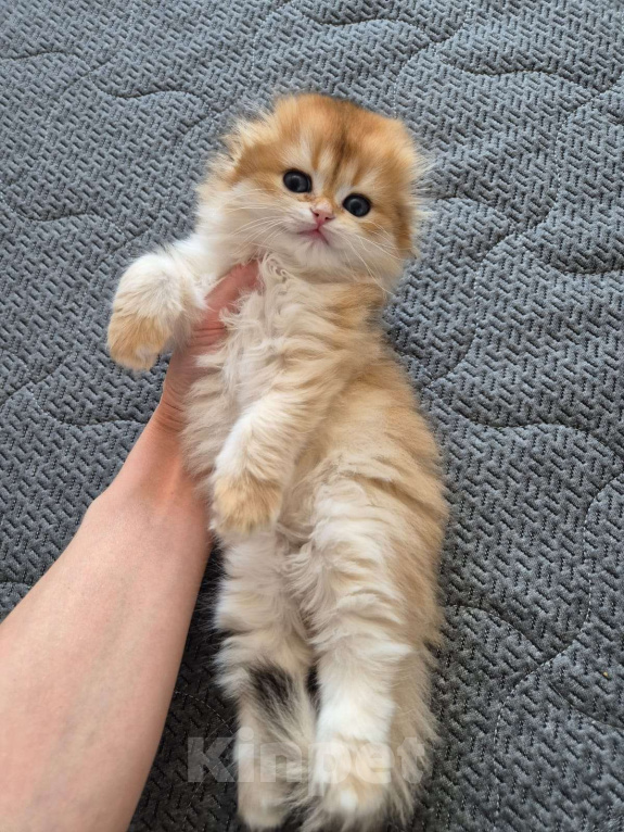 Кошки в Долгопрудном: Девочка Девочка, 230 000 руб. - фото 5