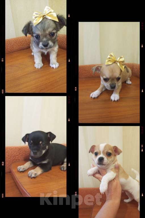 Собаки в Орле: Собаки Мальчик, 15 000 руб. - фото 1