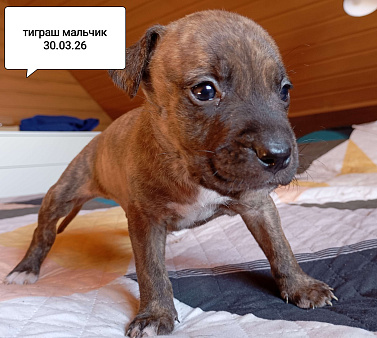 Американский питбультерьер . Мальчик