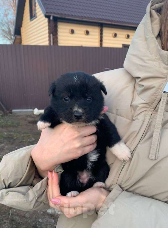 Собаки в других городах Ленинградской области: Айя Девочка, Бесплатно - фото 4