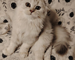 Кошки в Санкт-Петербурге: Шотландские длинношерстные вислоухие котята Разнополые, 17 000 руб. - фото 1