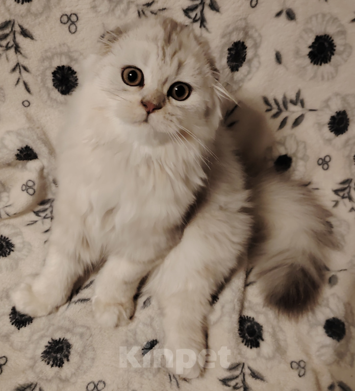 Кошки в Санкт-Петербурге: Шотландские длинношерстные вислоухие котята Разнополые, 17 000 руб. - фото 1