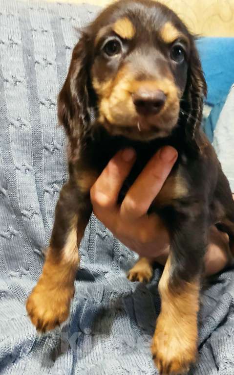 Собаки в Калуге: Предлагаю к продаже щенков русского охотничьего сраниеляо Девочка, 40 000 руб. - фото 3