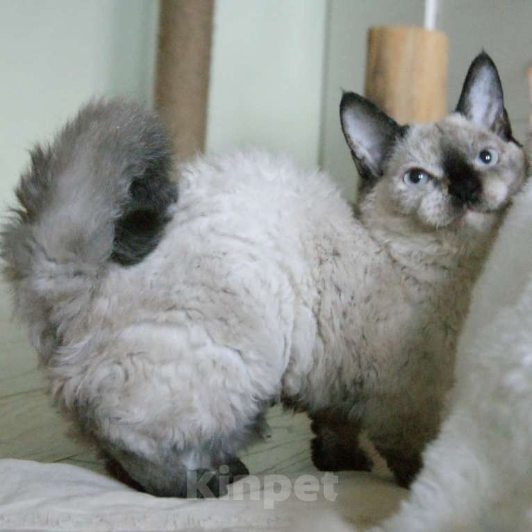 Кошки в Москве: Кудрявый котенок веселая Ялта  Девочка, Бесплатно - фото 5