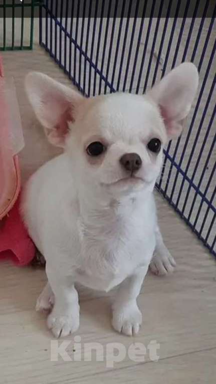 Собаки в Москве: Беленький мальчик чихуахуа Мальчик, 25 000 руб. - фото 3