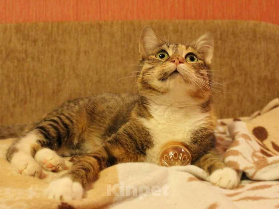 Кошки в Москве: Последний шанс Девочка, Бесплатно - фото 4