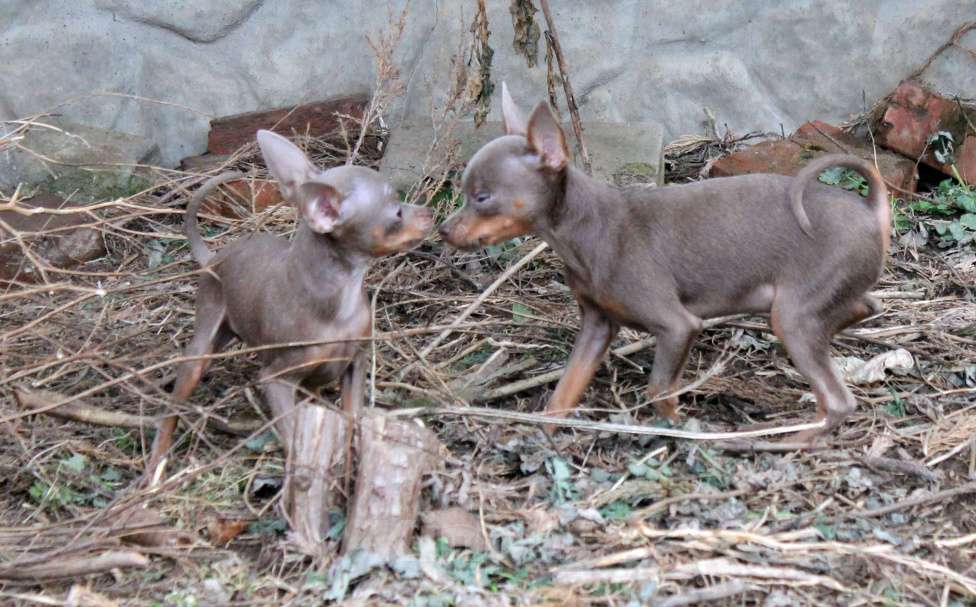 Собаки в Волгограде: Лиловые мальчики мини Мальчик, 30 000 руб. - фото 3