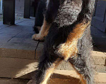 Собаки в Ярославле: Щенки эрдельтерьера Мальчик, Бесплатно - фото 6