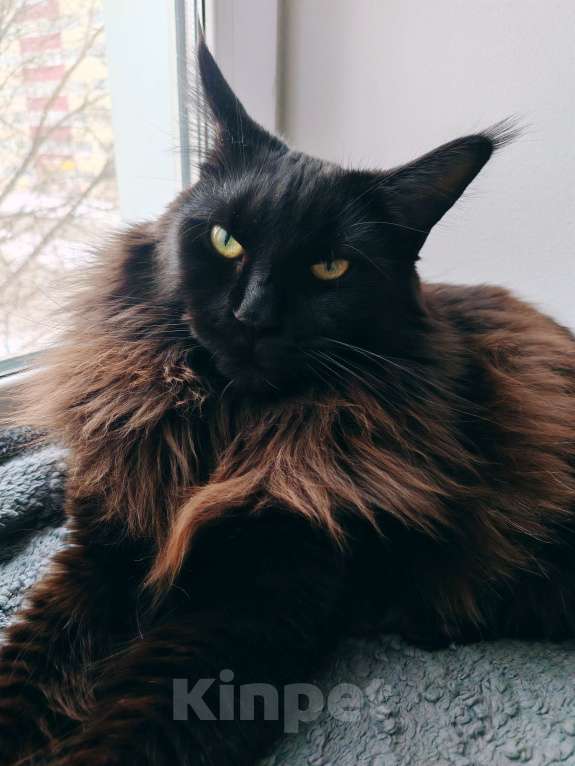 Кошки в Барнауле: Продам кота породы Мейн кун.  Мальчик, 70 000 руб. - фото 5
