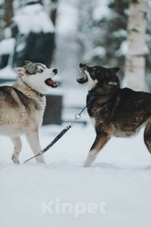 Собаки в Санкт-Петербурге: Умница хаски Айка из приюта Девочка, Бесплатно - фото 4